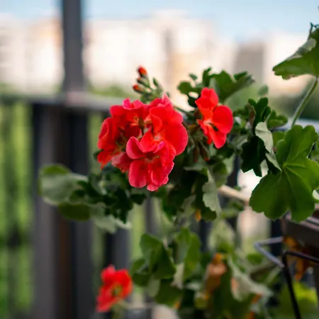 Sky With Free Garage - Sky Lejlighed